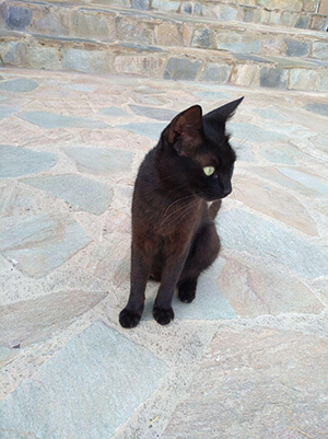 кипрский котик в Пафосе