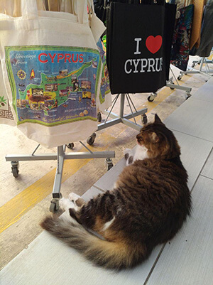 кипрский котик в магазине Пафоса