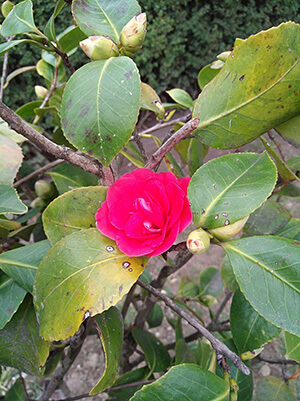 Кахетия: усадьба Чавчавадзе, цветущая роза
