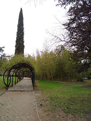 Кахетия: усадьба Чавчавадзе, кипарисы в саду
