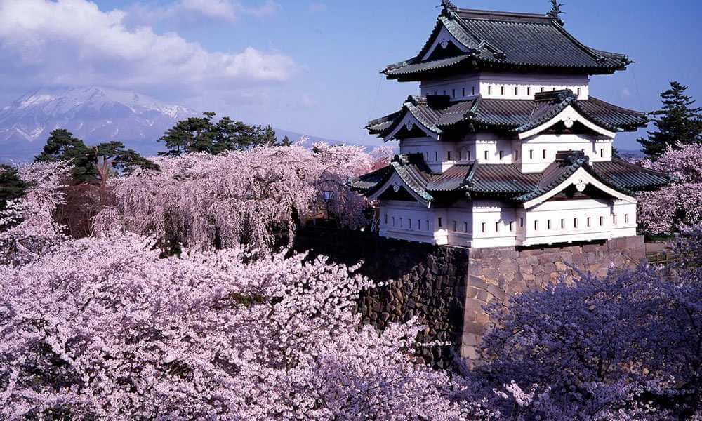 Цветение сакуры в Японии, Зима-Лето
