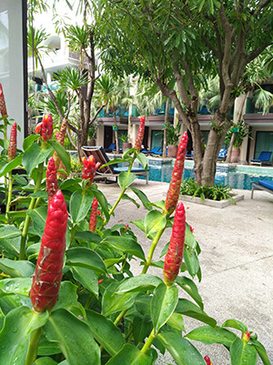 Phuket Graceland Resort & Spa 4* цветы, бассейн